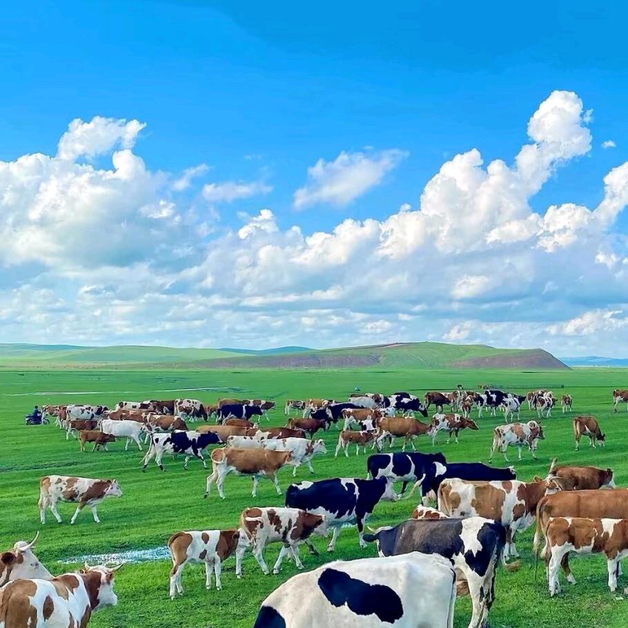 呼伦贝尔牛经纪“铁达”
