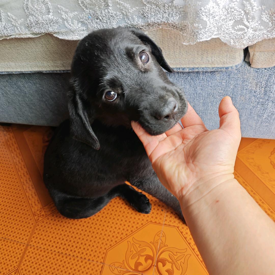 “多多”是只拉不拉猪🐷