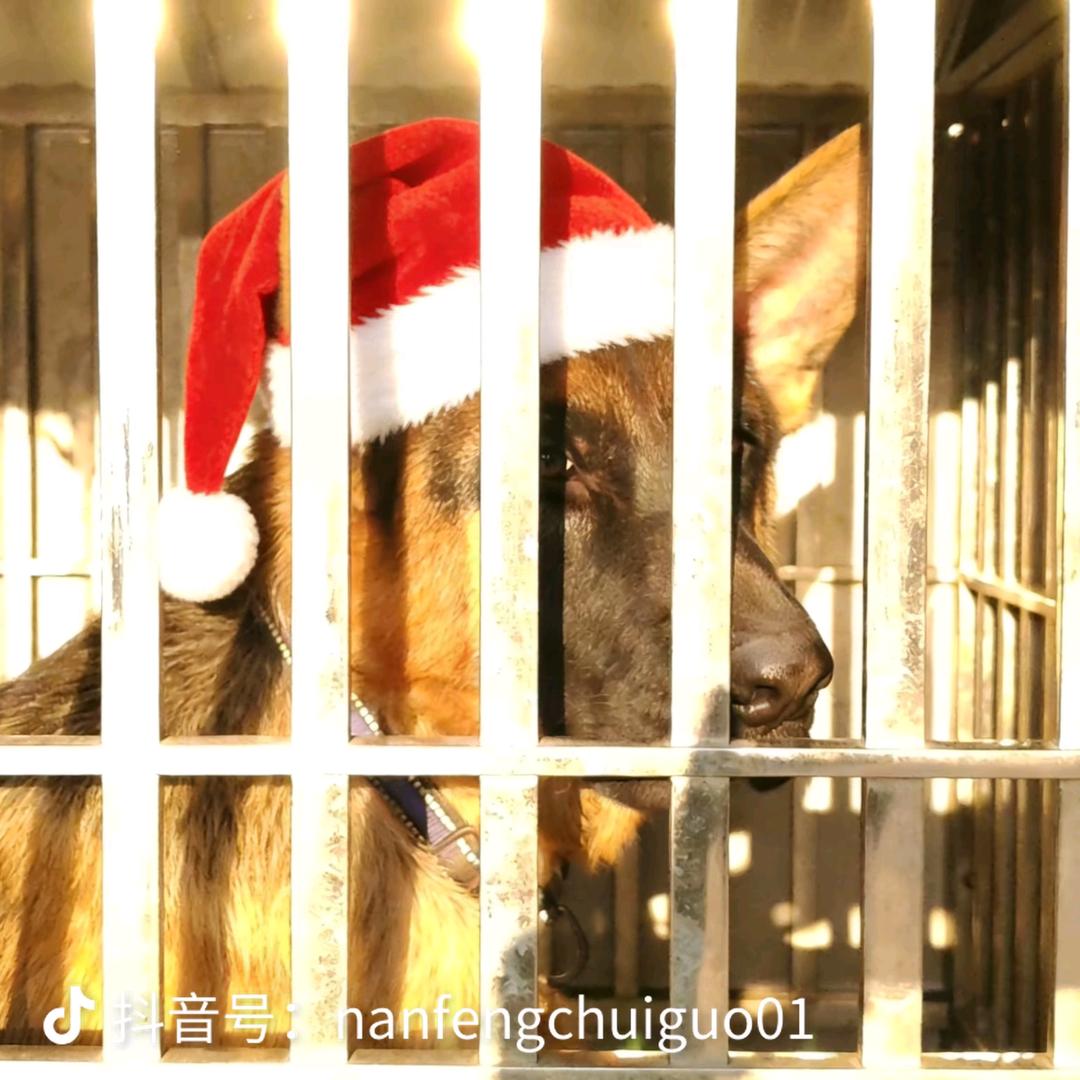加强元歌