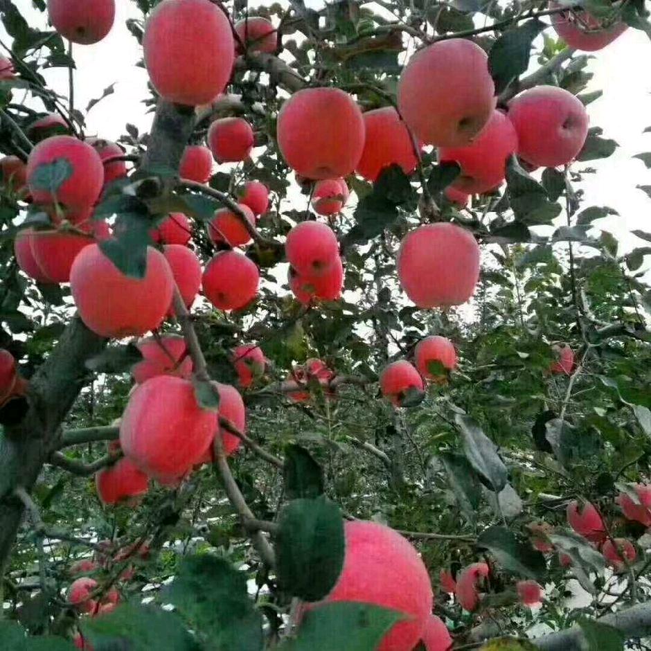 王伟