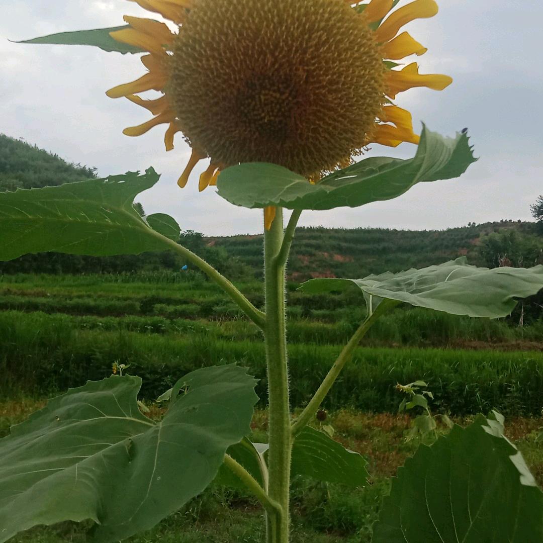 平安一生