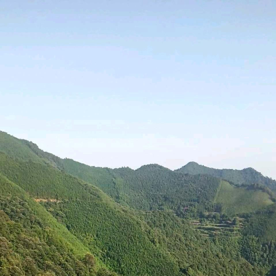 蒋