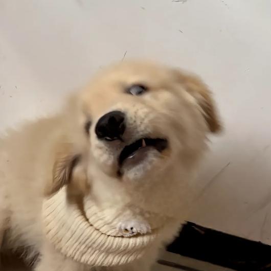 小贱神