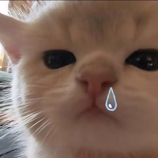 小羊苏西