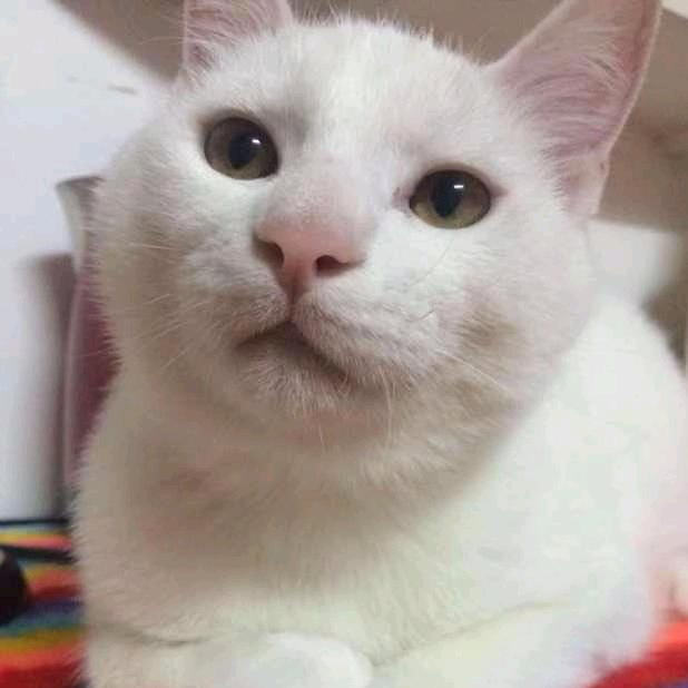 王狒狒