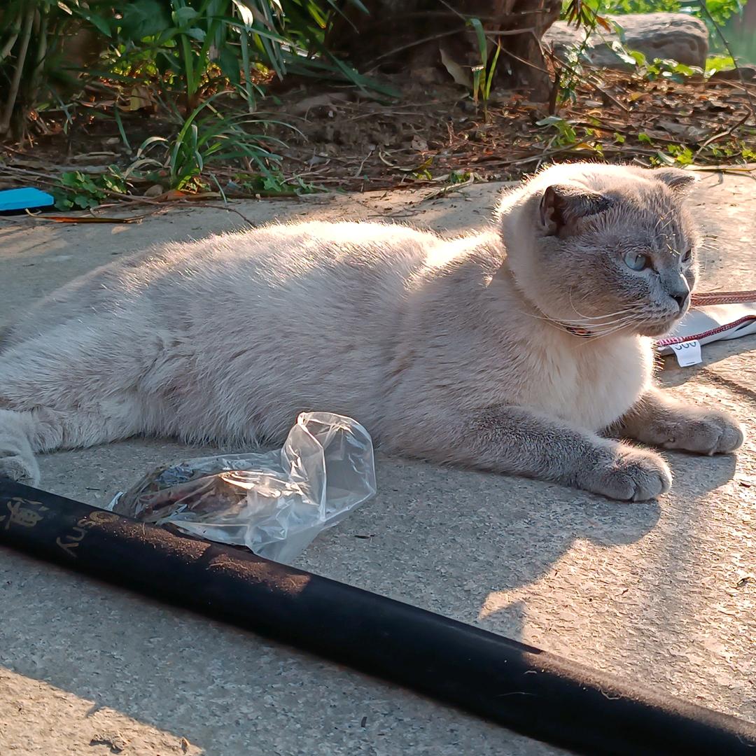 墨水是只重点色.