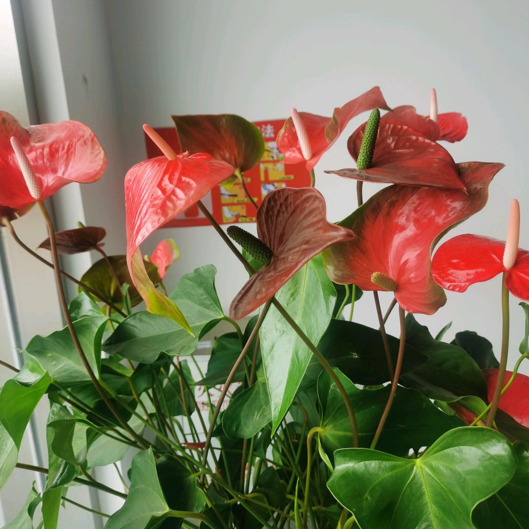 爱❤感恩