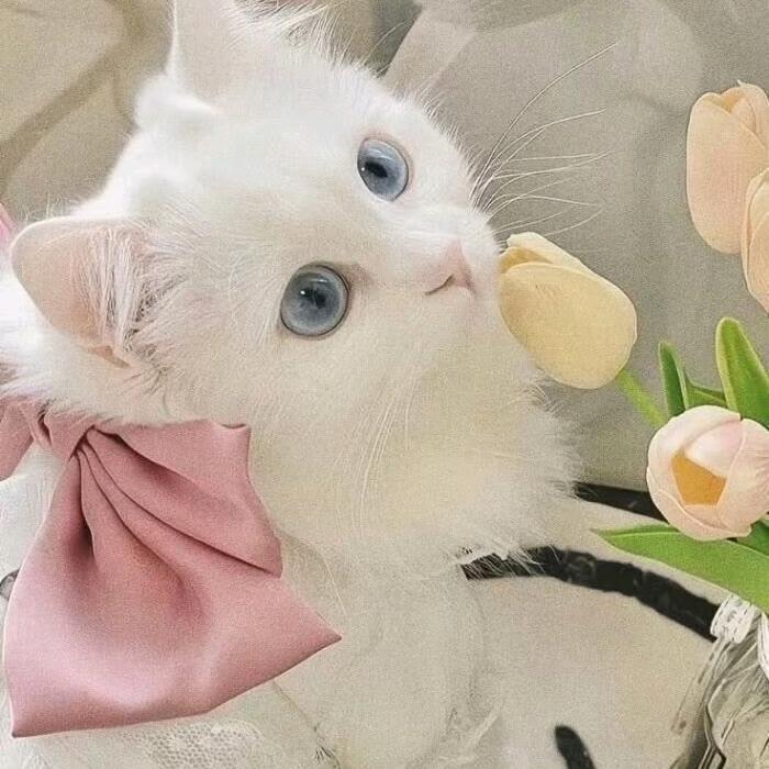 Aurora~
