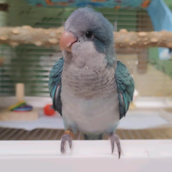 鹦鹉蓝宝