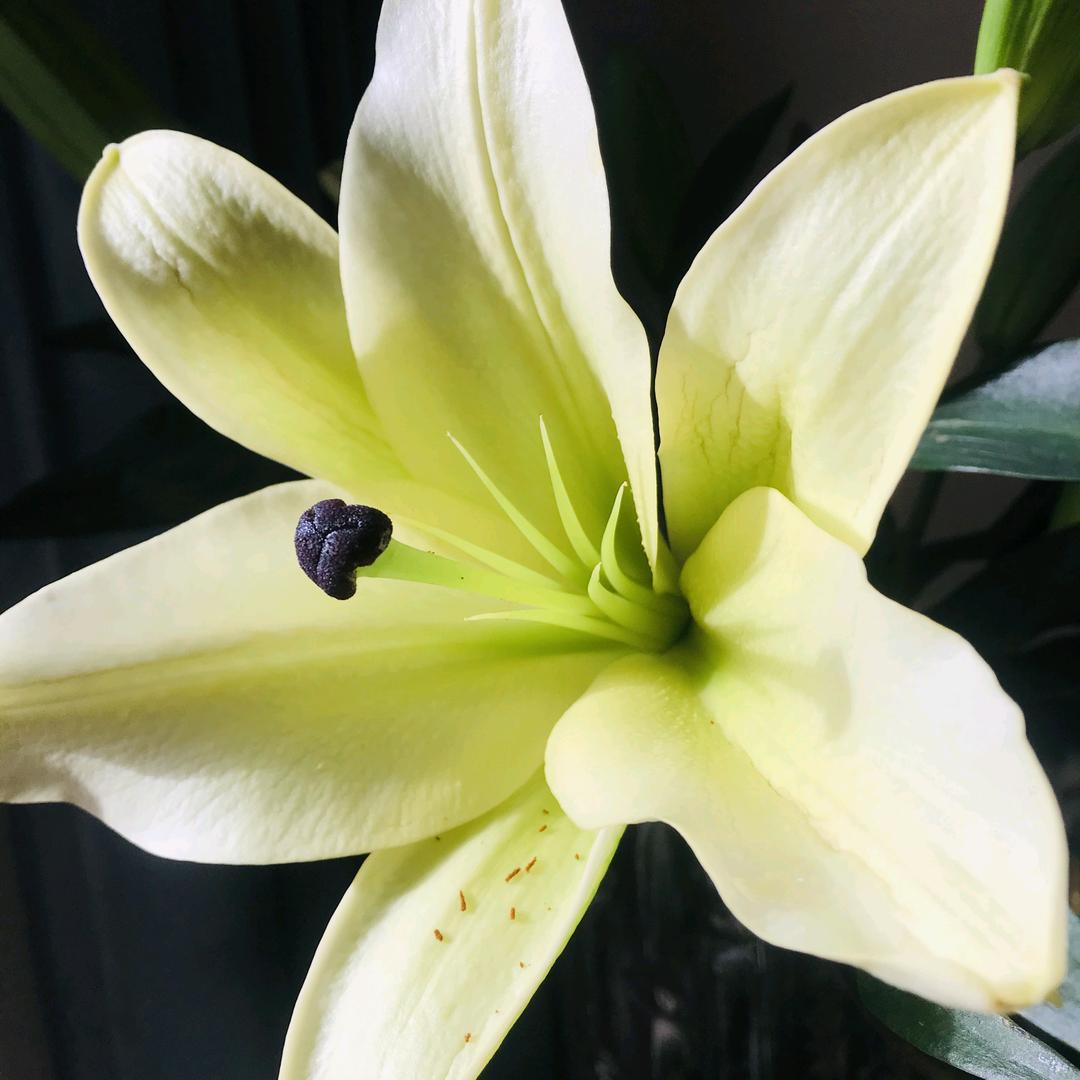 且听且忘且随风