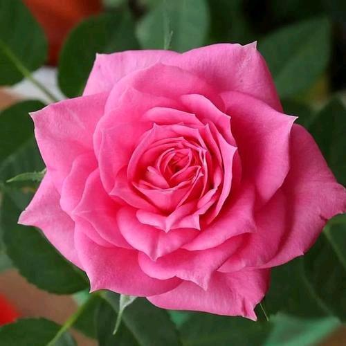 我要忘记你。💘