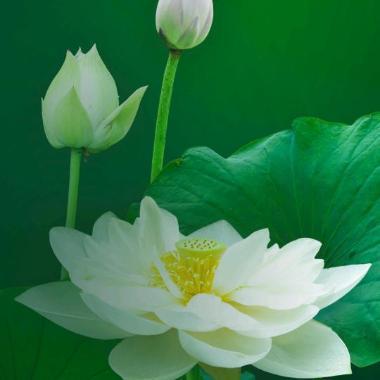 善人之家清静自在本如是