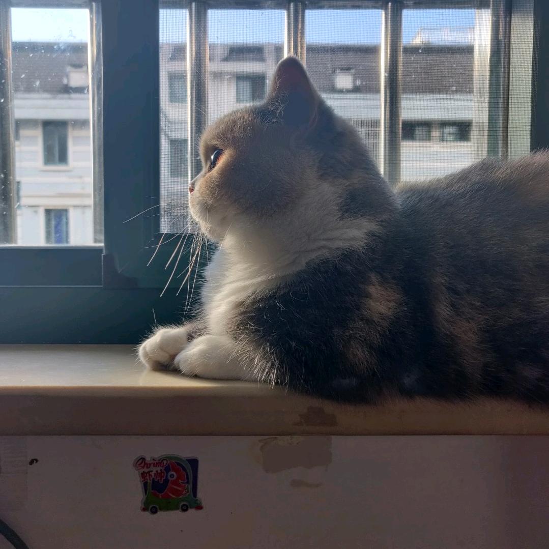 藺舔珈椰龖嘀