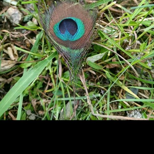 快乐的农村女孩🌴