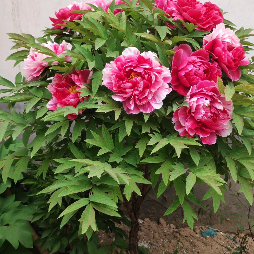 落雪飞花