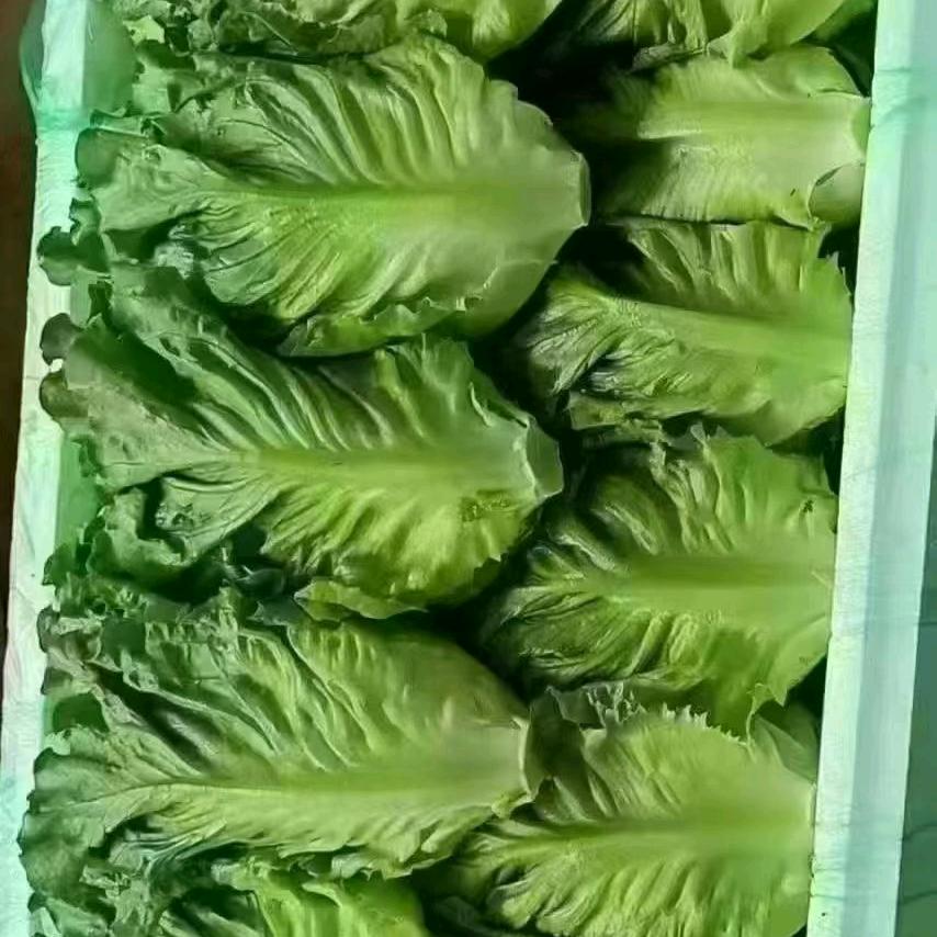 凇子