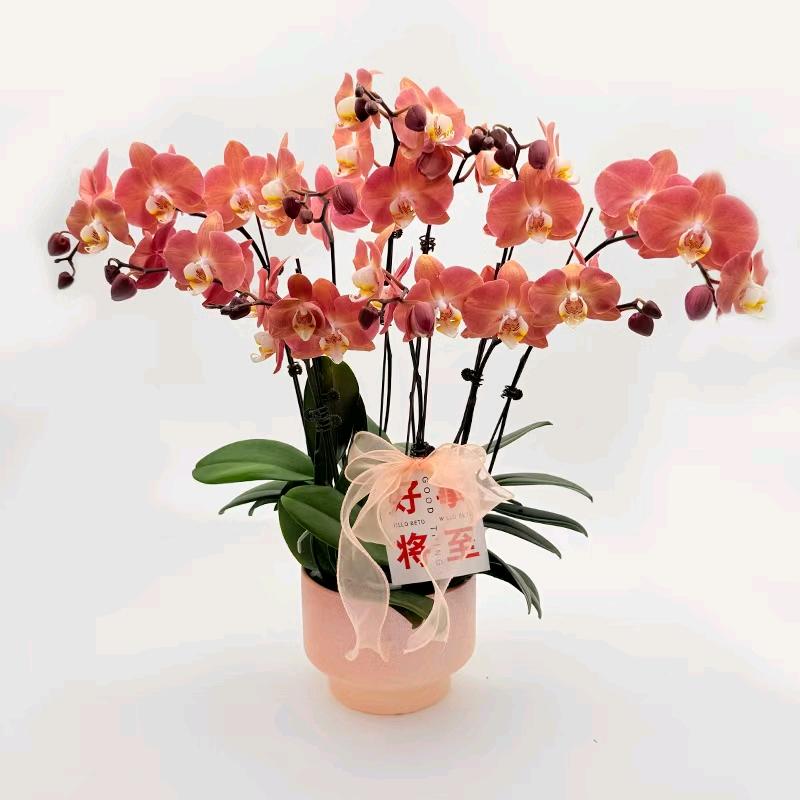 三胖花涧阁蝶悦