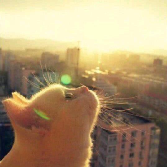 我很喜欢懒羊羊