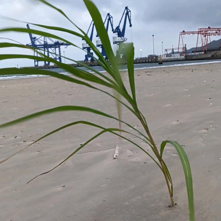 风聆梅香