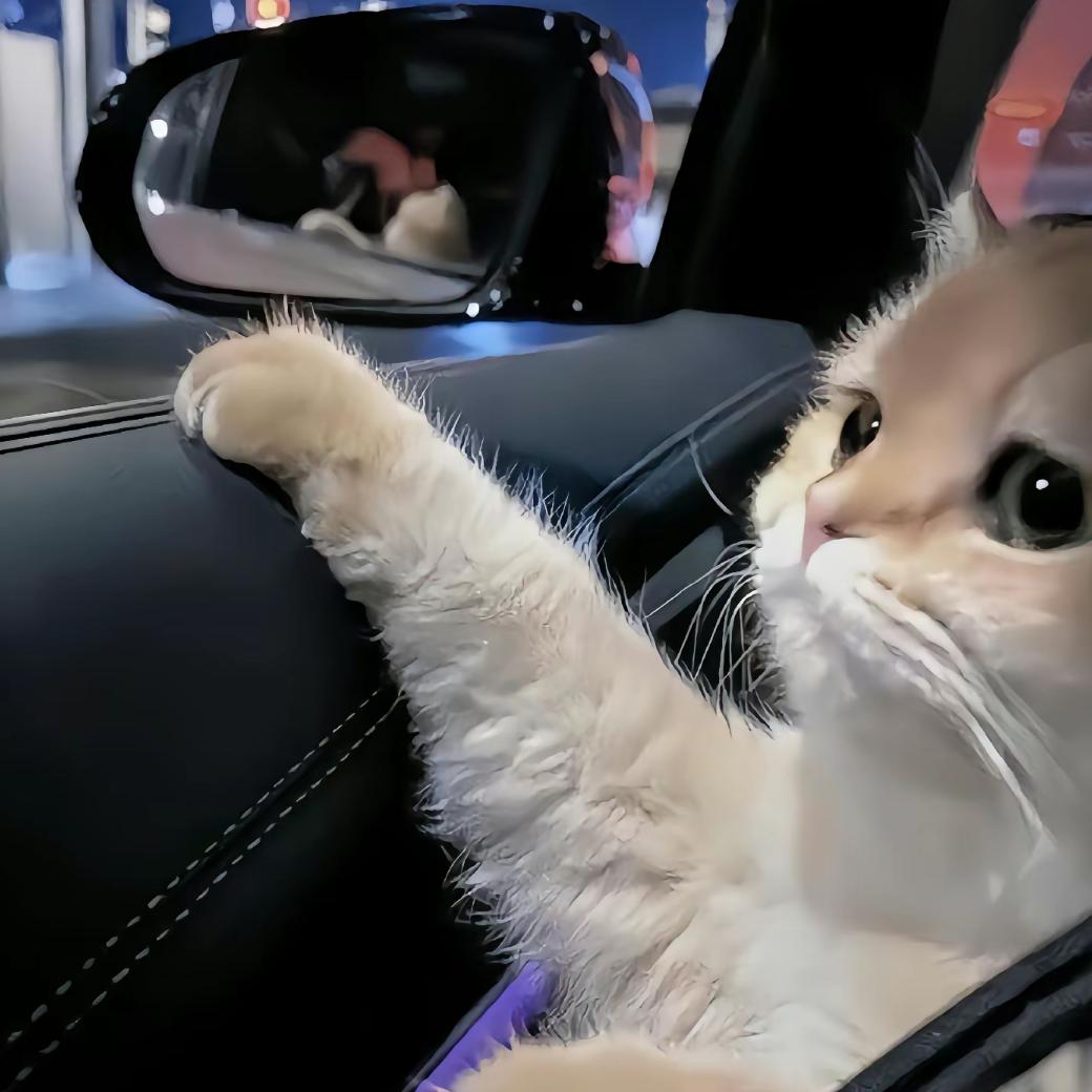 小虎猫