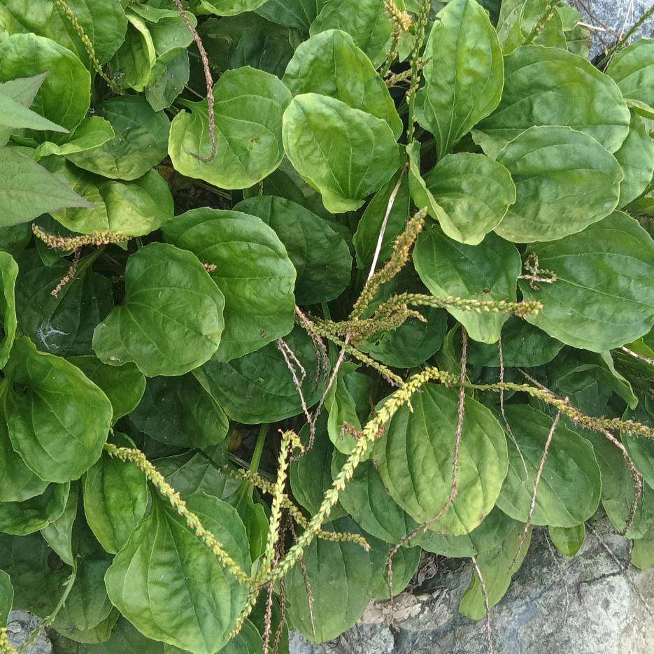 成仔DJ串烧(dj打碟机)