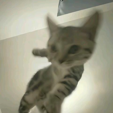 老实的入
