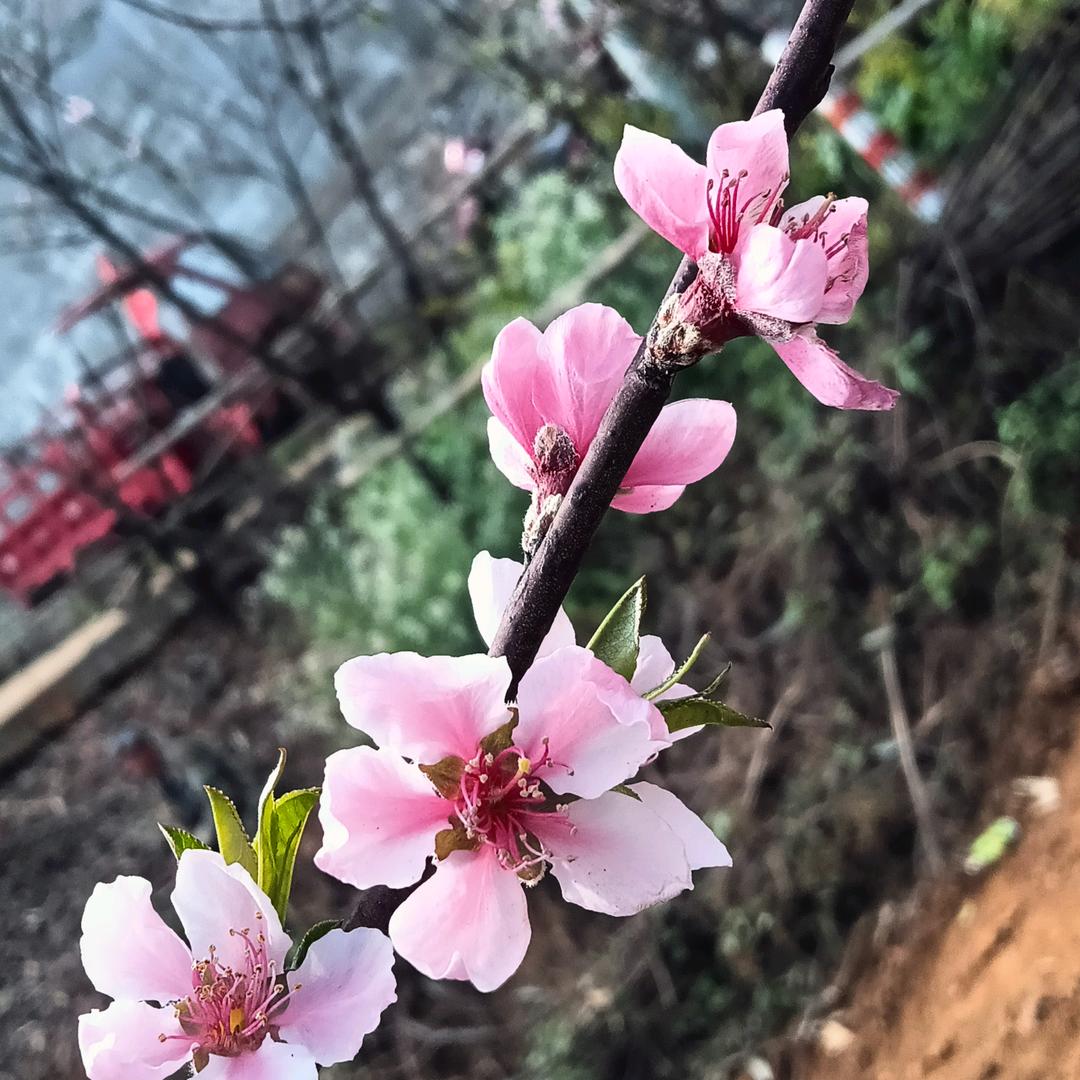 小米花