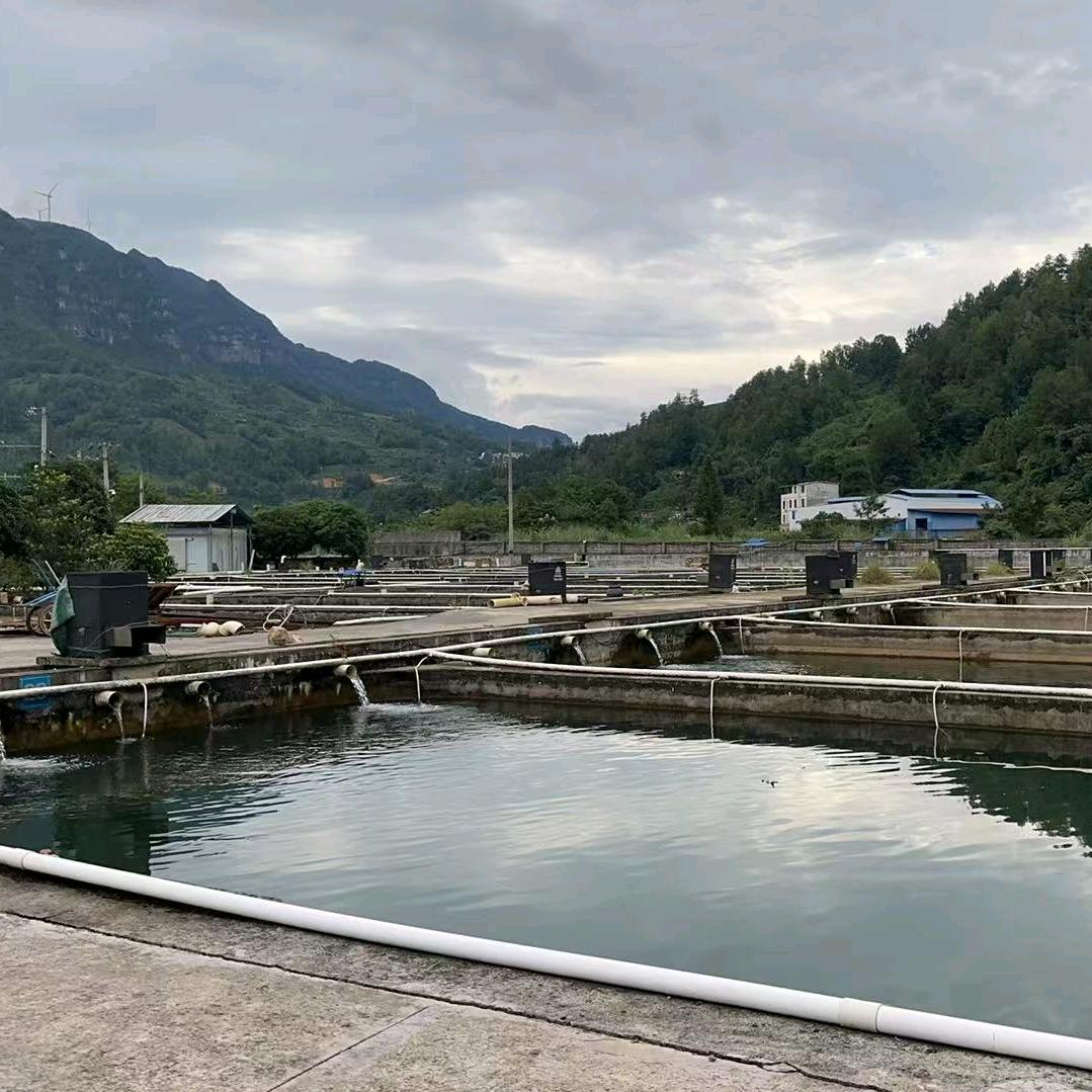 老马垂钓园经营各种放养放钓鱼