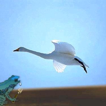 好消息，牛来了。坏消息，牛死了