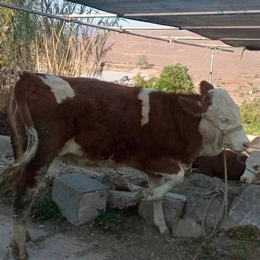 拼搏《&￥￥冯想￥￥&》