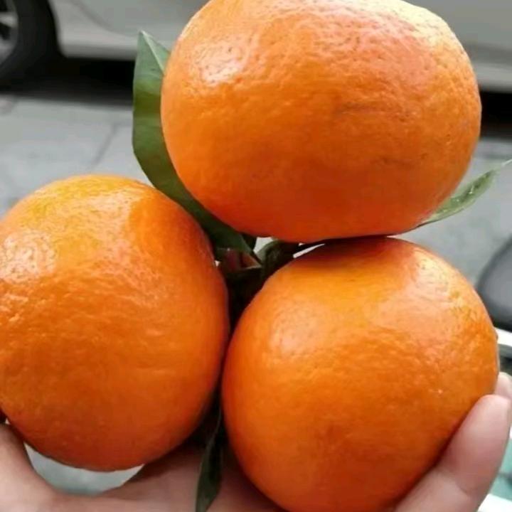 ঞ໌ᮨ້    小糖糖꧔ꦿ