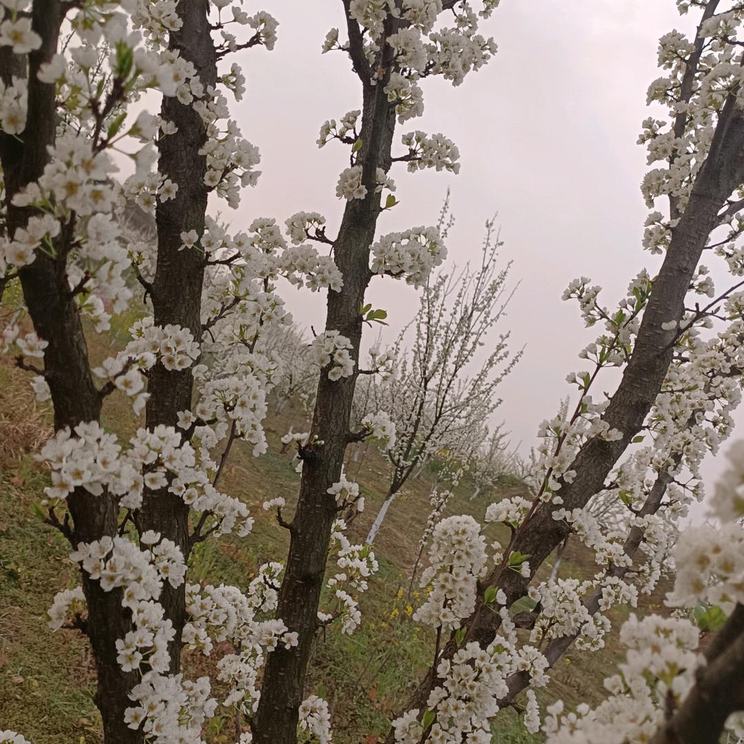 A最美闪电侠—雪豹