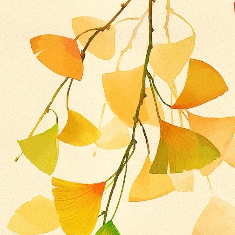 秋叶🍂