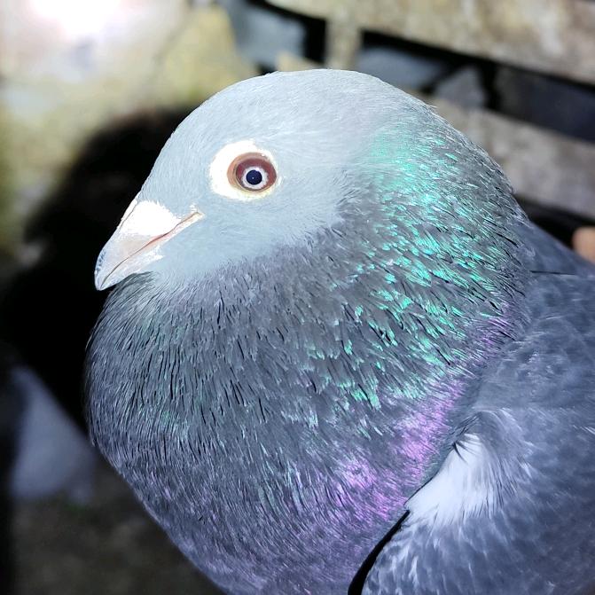 贵州鸽祥信鸽精选