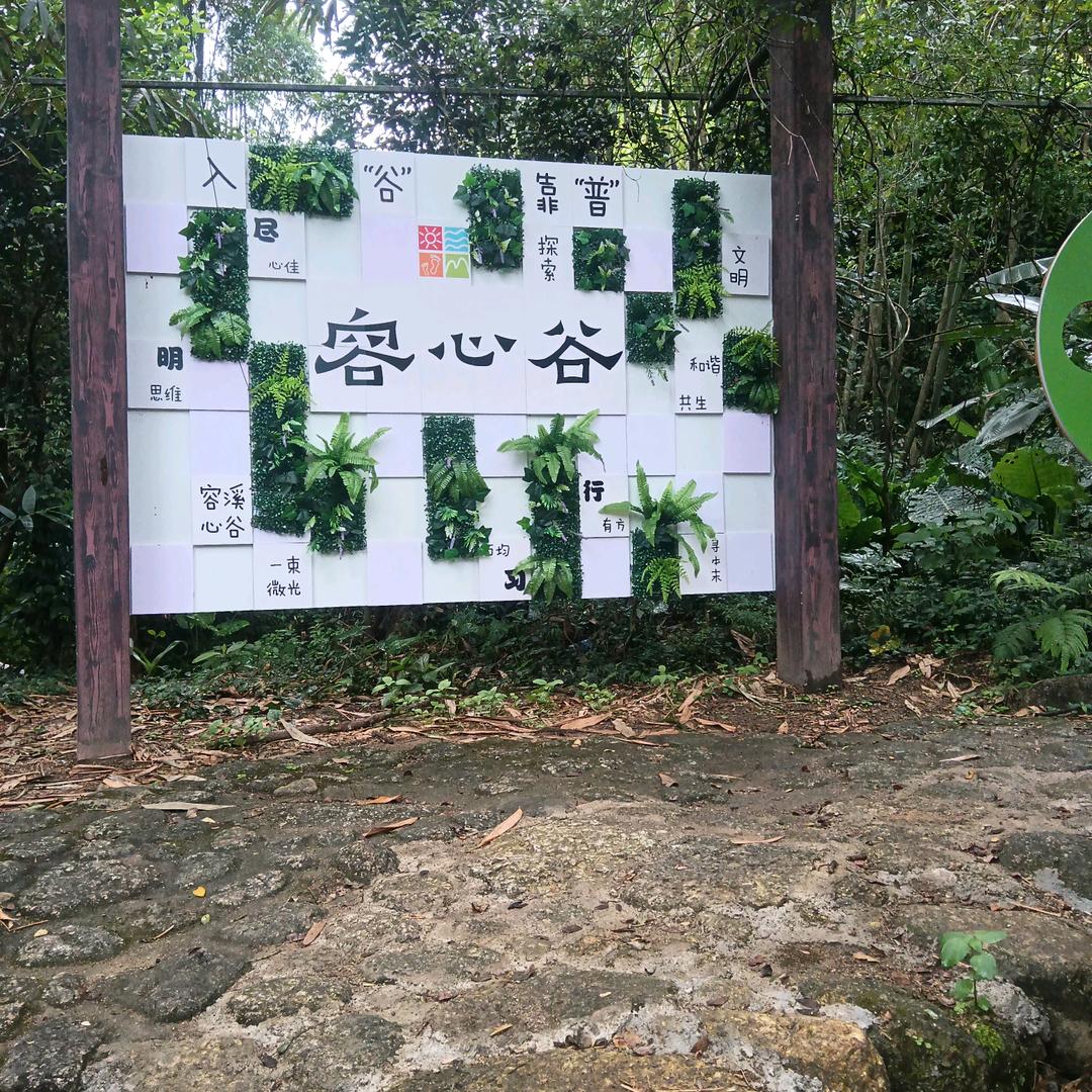 四季桔