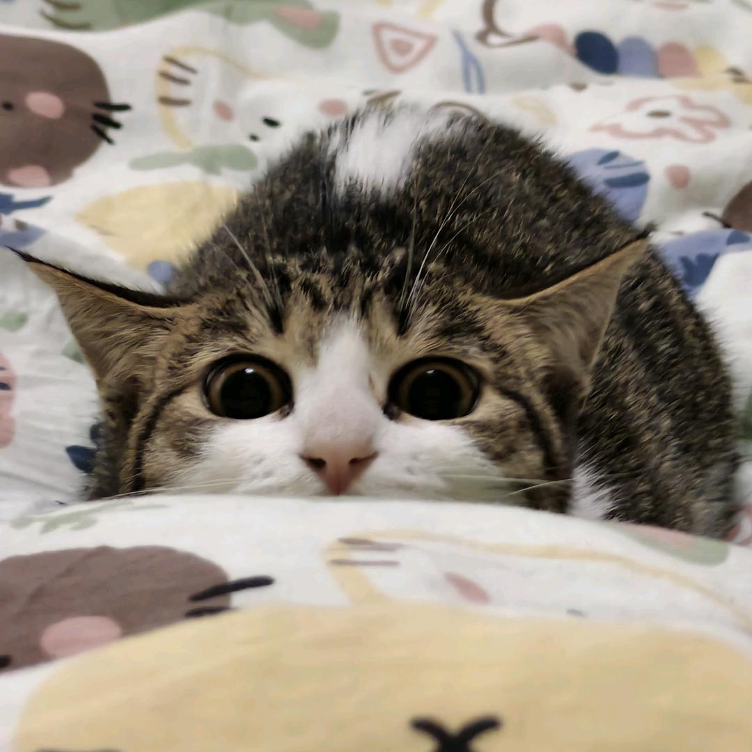 马小黏（交友版（咪友））