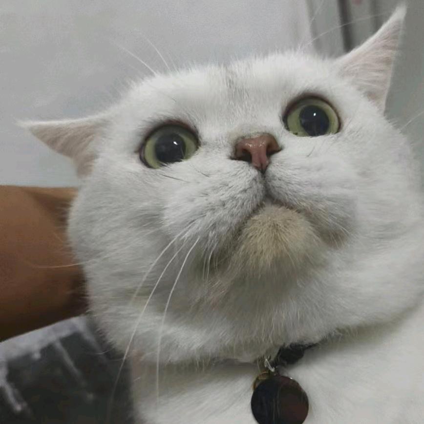 樊樊