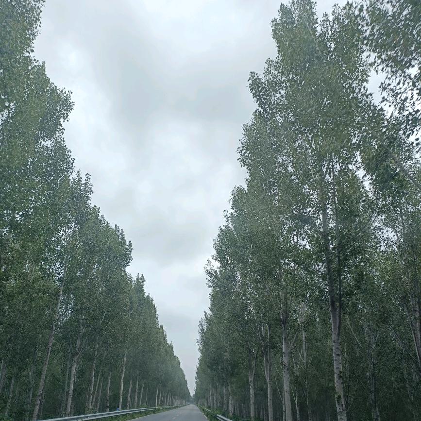 铁娘子彩色印刷礼盒，泡沫箱