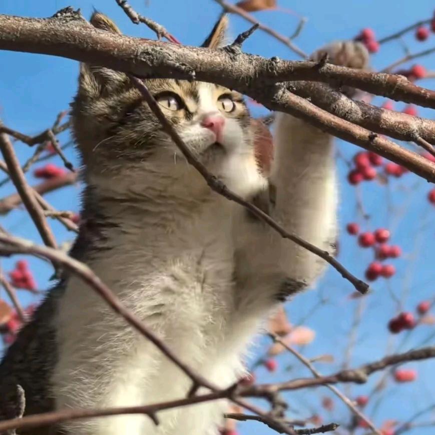 白日梦探险家🎈