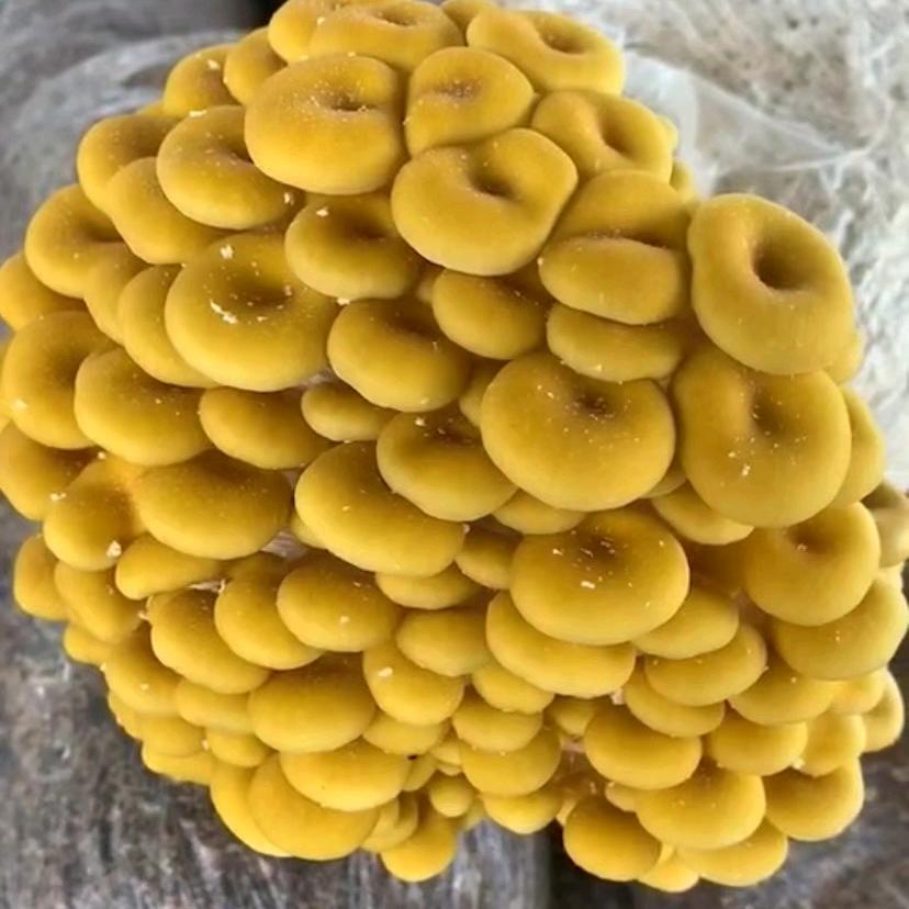 食用菌生产基地（众鑫）