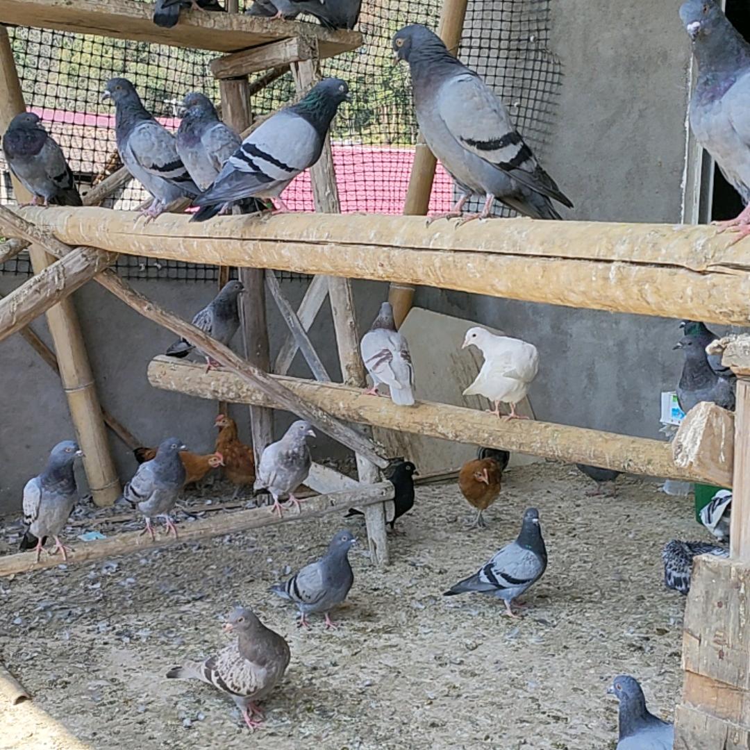 抚州东乡 散养土鸽子