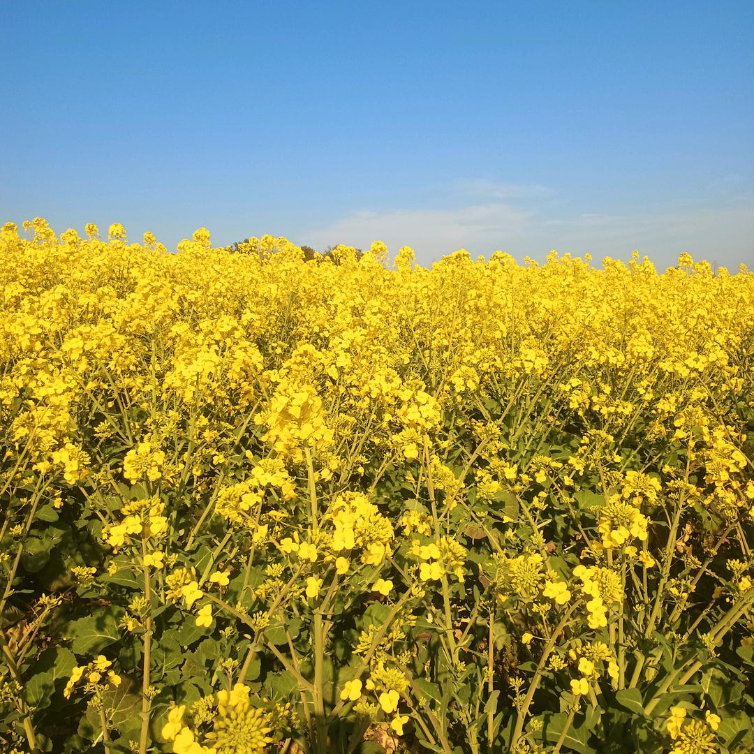 开心哥3969021672388x