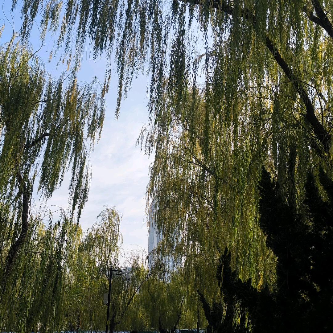 一条冰（金铲铲）