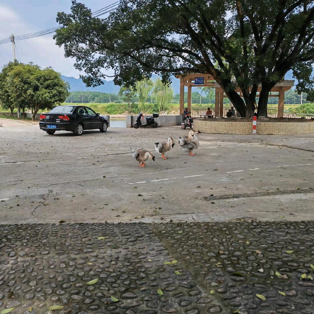 星河汉清且浅AUDN