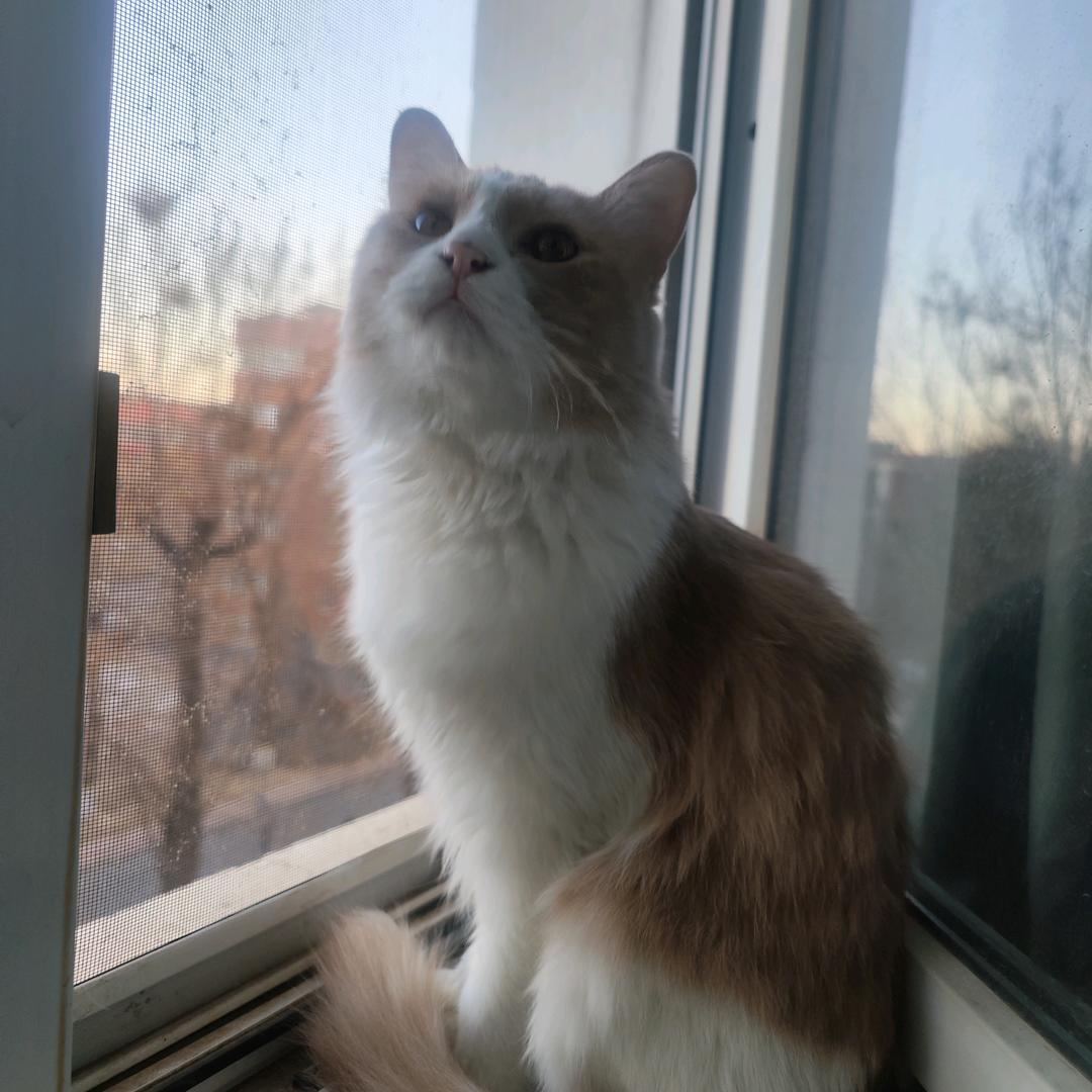 煎饼果子救猫咪