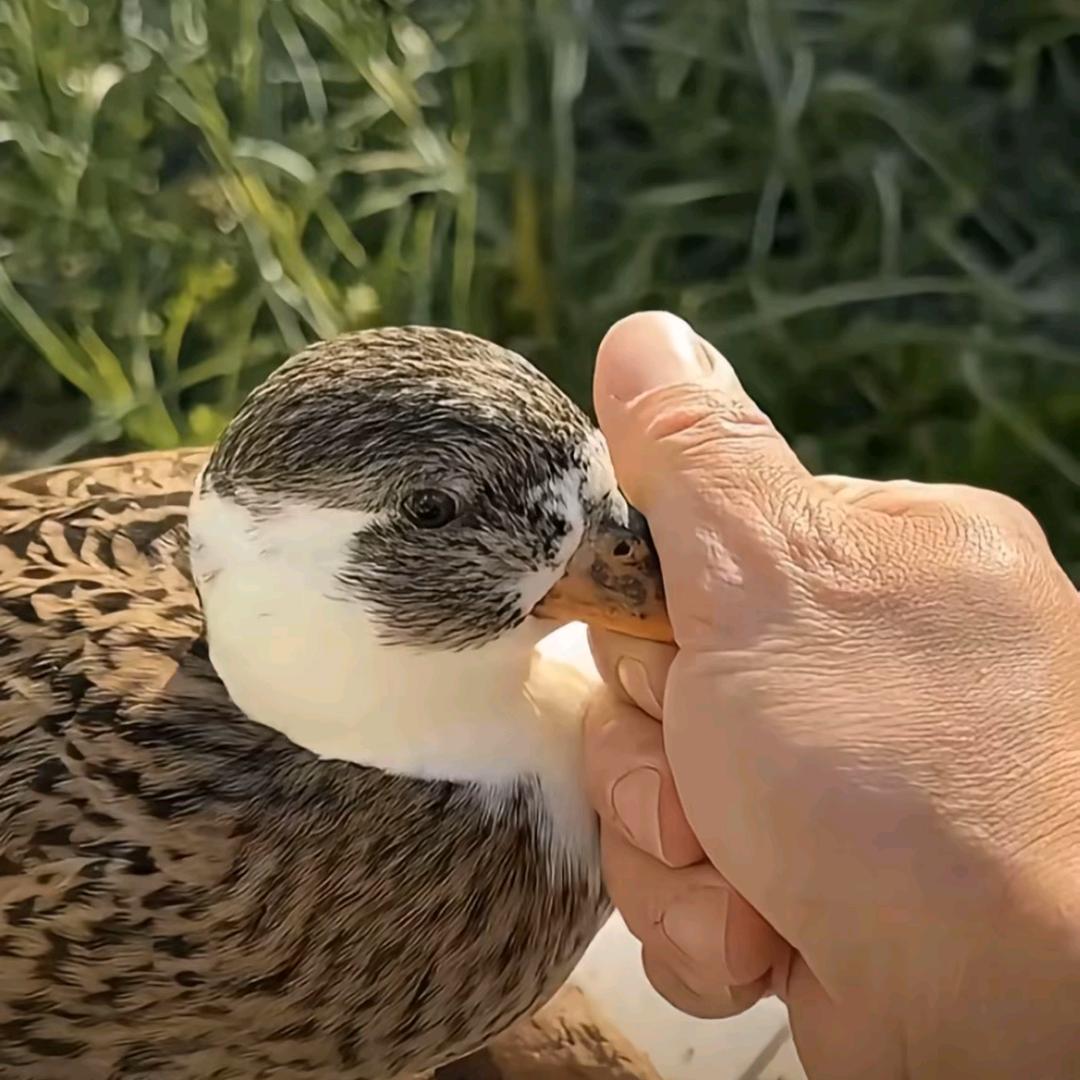 馒头_