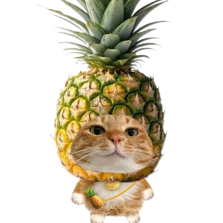 菠萝猫