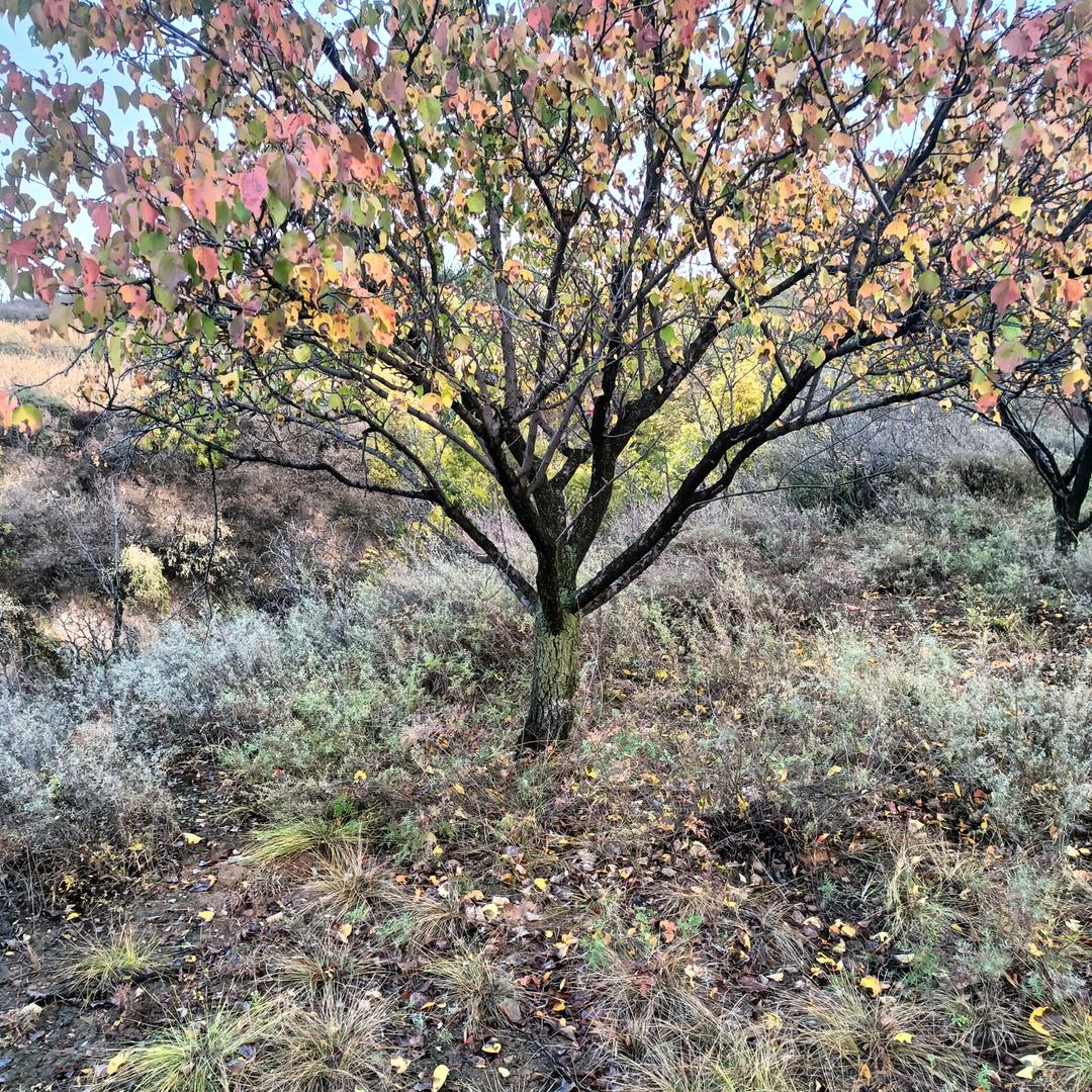 牛奶味的小团子35