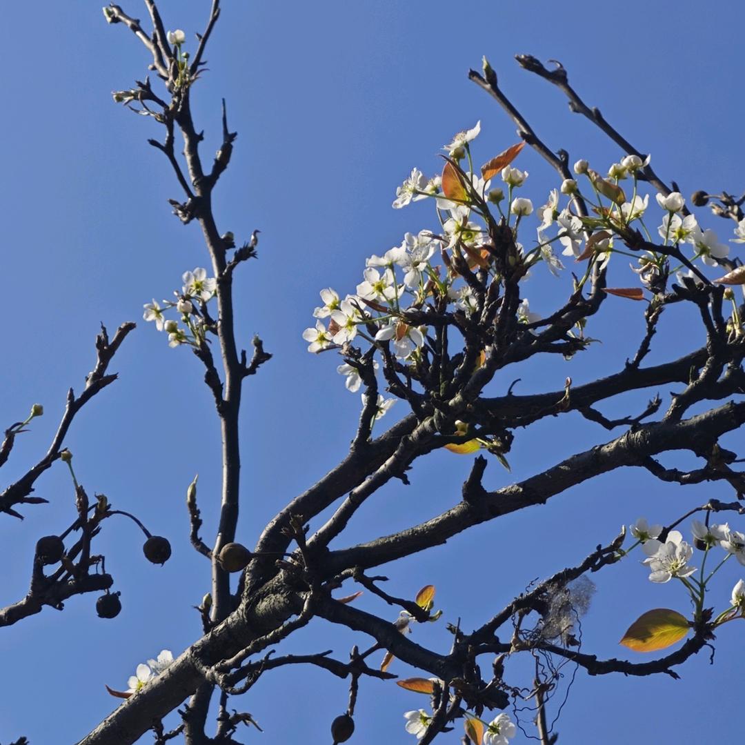 你好（三角洲）