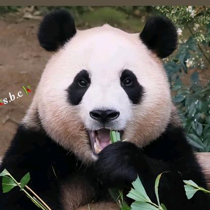 熊猫福宝